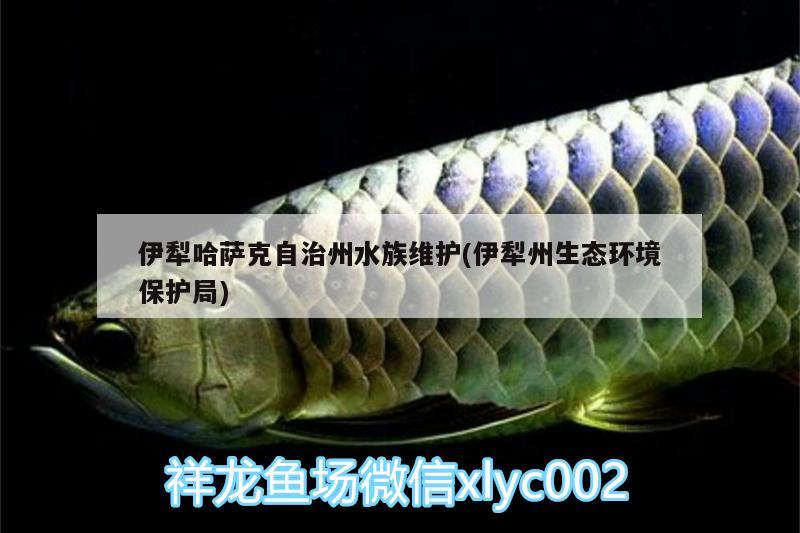 伊犁哈薩克自治州水族維護(hù)(伊犁州生態(tài)環(huán)境保護(hù)局) 飛鳳魚苗