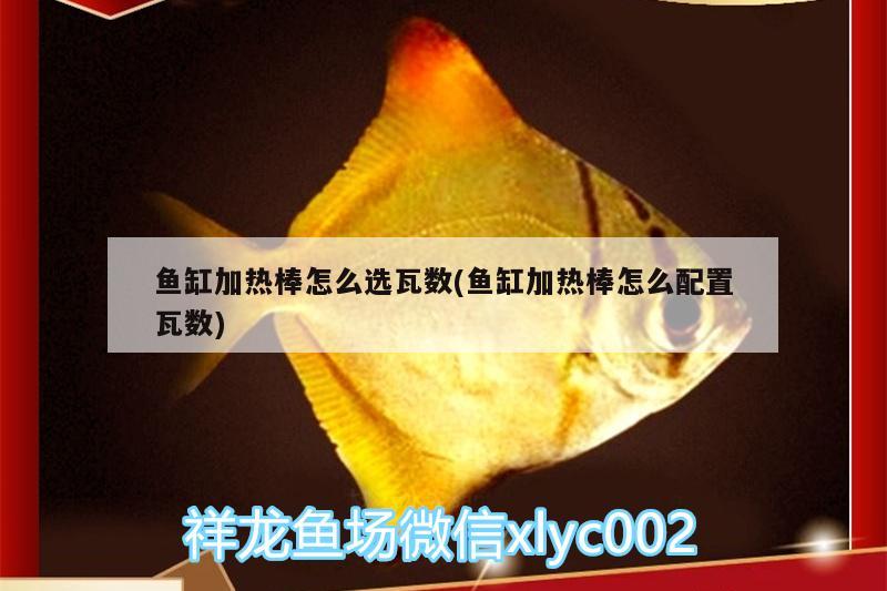 魚(yú)缸加熱棒怎么選瓦數(shù)(魚(yú)缸加熱棒怎么配置瓦數(shù))