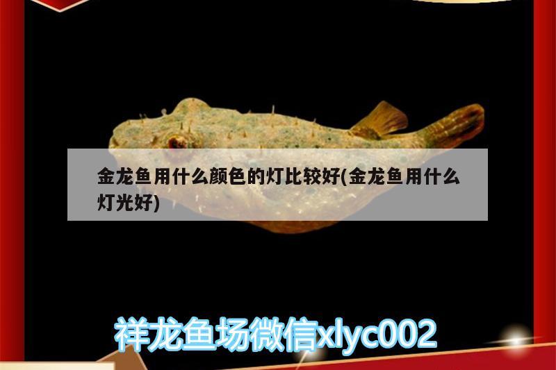 金龍魚(yú)用什么顏色的燈比較好(金龍魚(yú)用什么燈光好)