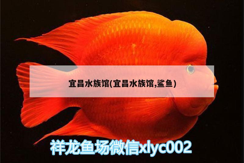 宜昌水族館(宜昌水族館,鯊魚) 肺魚