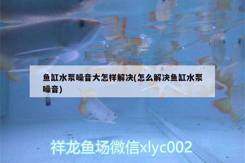 魚(yú)缸水泵噪音大怎樣解決(怎么解決魚(yú)缸水泵噪音)