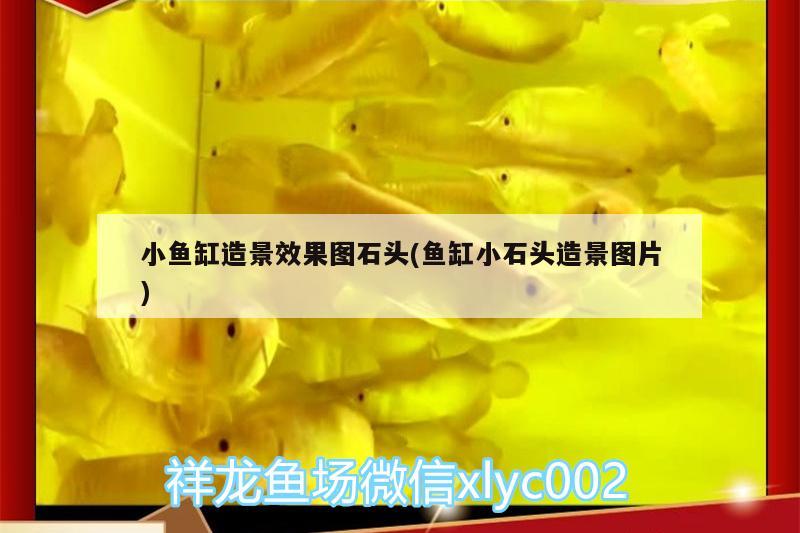 小魚缸造景效果圖石頭(魚缸小石頭造景圖片) 狗仔招財(cái)貓魚