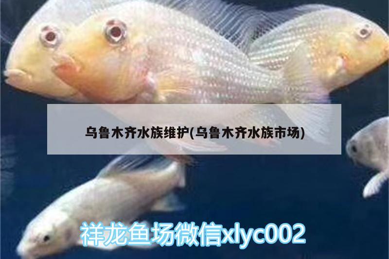 烏魯木齊水族維護(hù)(烏魯木齊水族市場)