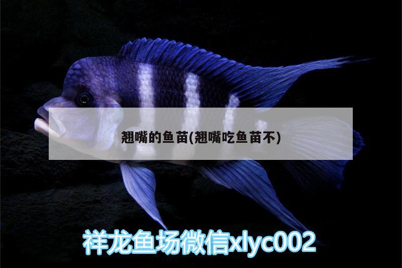 翹嘴的魚苗(翹嘴吃魚苗不) 福魟魟魚