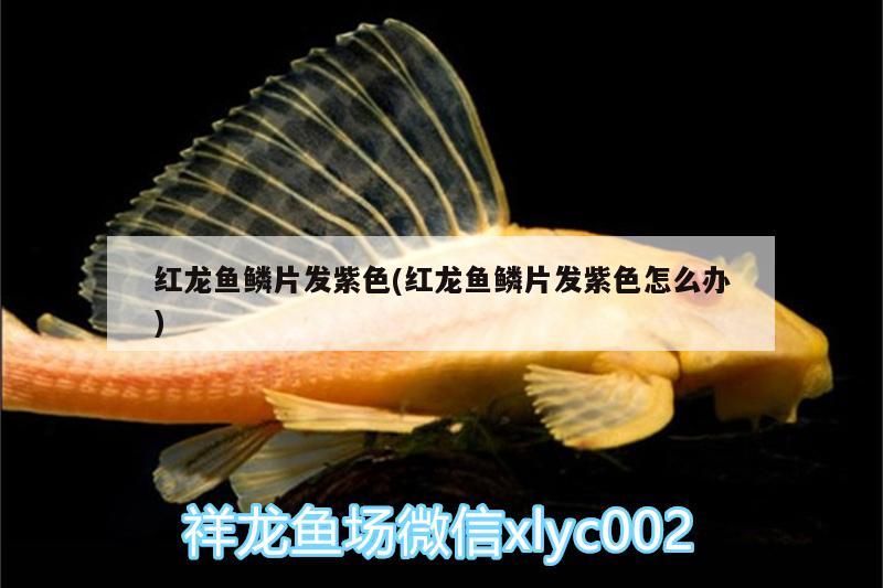 紅龍魚鱗片發(fā)紫色(紅龍魚鱗片發(fā)紫色怎么辦) 祥龍龍魚魚糧