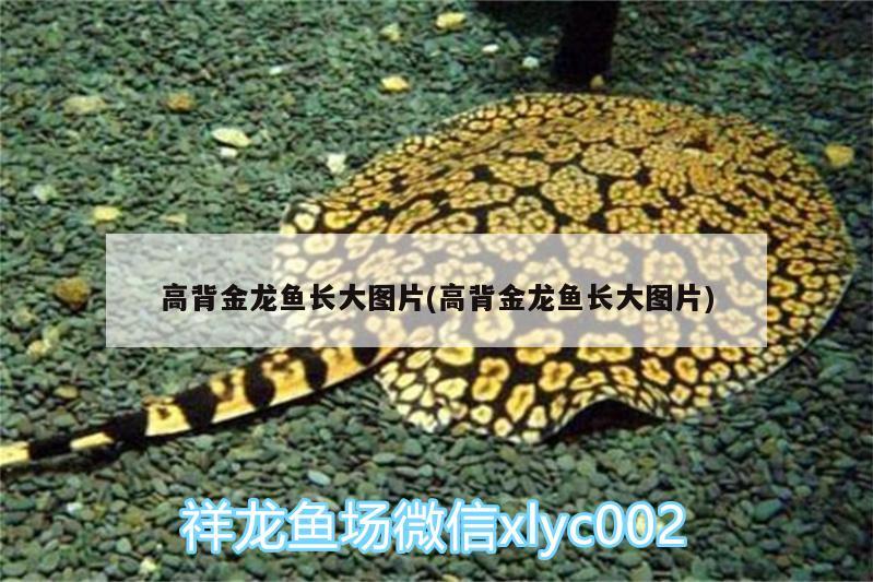 高背金龍魚長大圖片(高背金龍魚長大圖片) 高背金龍魚