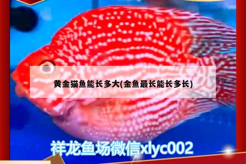 黃金貓魚能長多大(金魚最長能長多長) 黃金貓魚百科