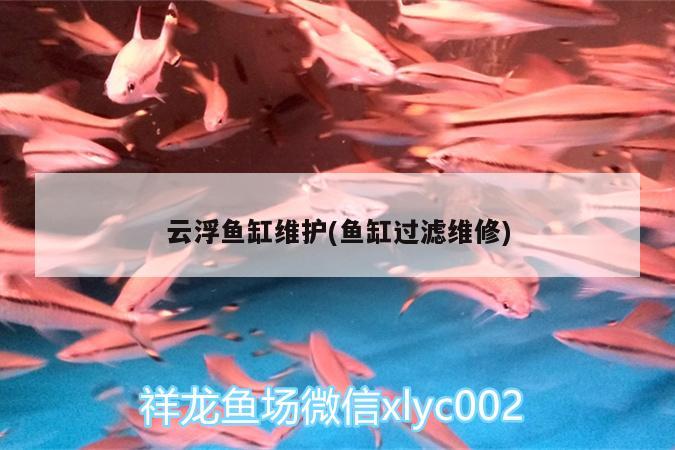 云浮魚缸維護(hù)(魚缸過濾維修)