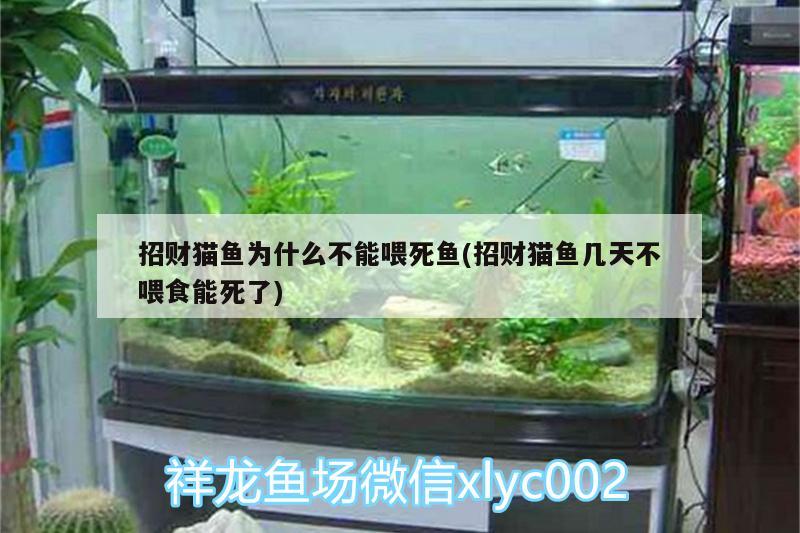 招財(cái)貓魚為什么不能喂死魚(招財(cái)貓魚幾天不喂食能死了) 短身紅龍魚