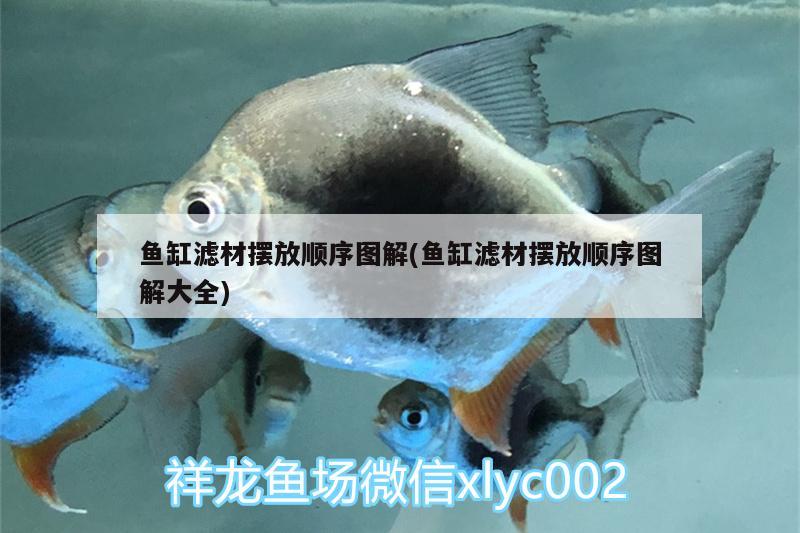 魚缸濾材擺放順序圖解(魚缸濾材擺放順序圖解大全)