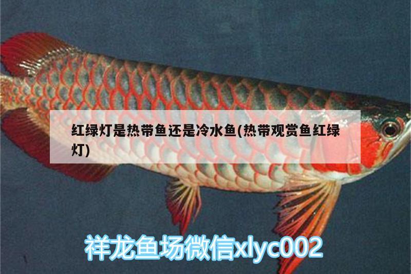 紅綠燈是熱帶魚還是冷水魚(熱帶觀賞魚紅綠燈)