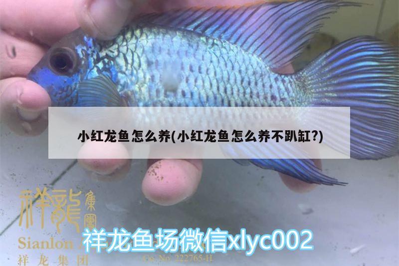 小紅龍魚怎么養(yǎng)(小紅龍魚怎么養(yǎng)不趴缸?)