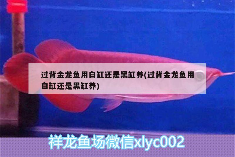 過(guò)背金龍魚(yú)用白缸還是黑缸養(yǎng)(過(guò)背金龍魚(yú)用白缸還是黑缸養(yǎng))