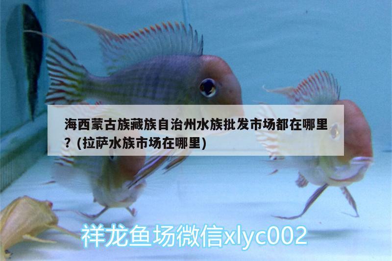 海西蒙古族藏族自治州水族批發(fā)市場都在哪里？(拉薩水族市場在哪里) 觀賞魚水族批發(fā)市場