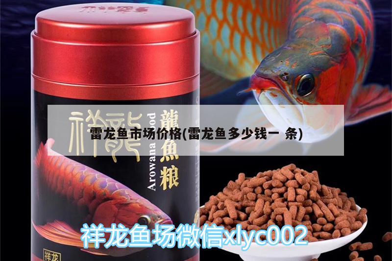 雷龍魚市場(chǎng)價(jià)格(雷龍魚多少錢一條) 魟魚百科