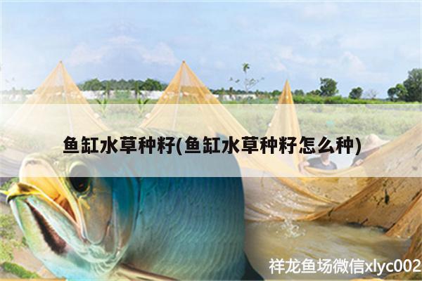 魚(yú)缸水草種籽(魚(yú)缸水草種籽怎么種)