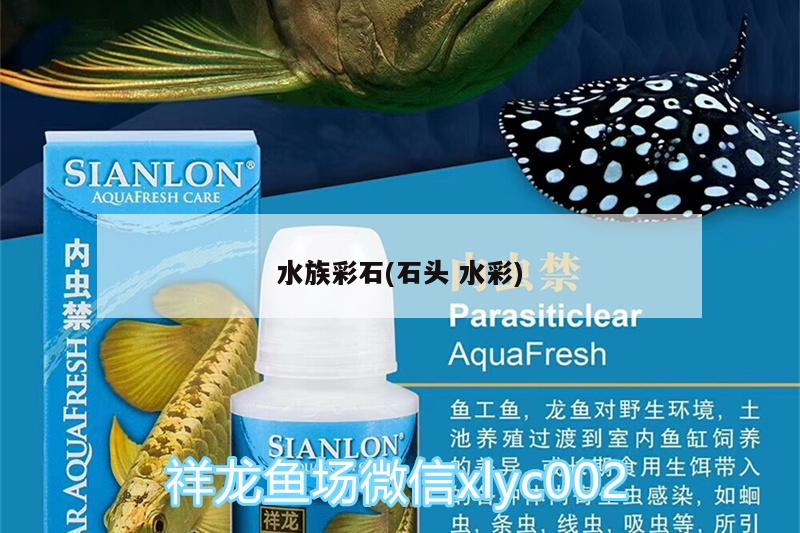 水族彩石(石頭水彩) 玫瑰銀版魚(yú)