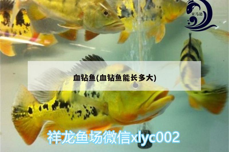 血鉆魚(血鉆魚能長多大) 水族用品