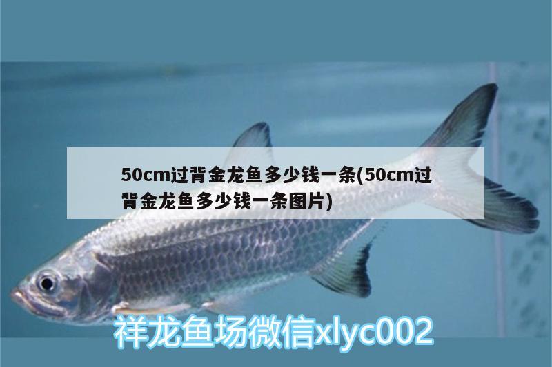 50cm過背金龍魚多少錢一條(50cm過背金龍魚多少錢一條圖片) 過背金龍魚