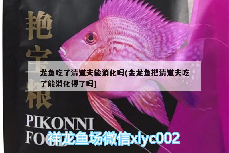 龍魚吃了清道夫能消化嗎(金龍魚把清道夫吃了能消化得了嗎) BD魟魚