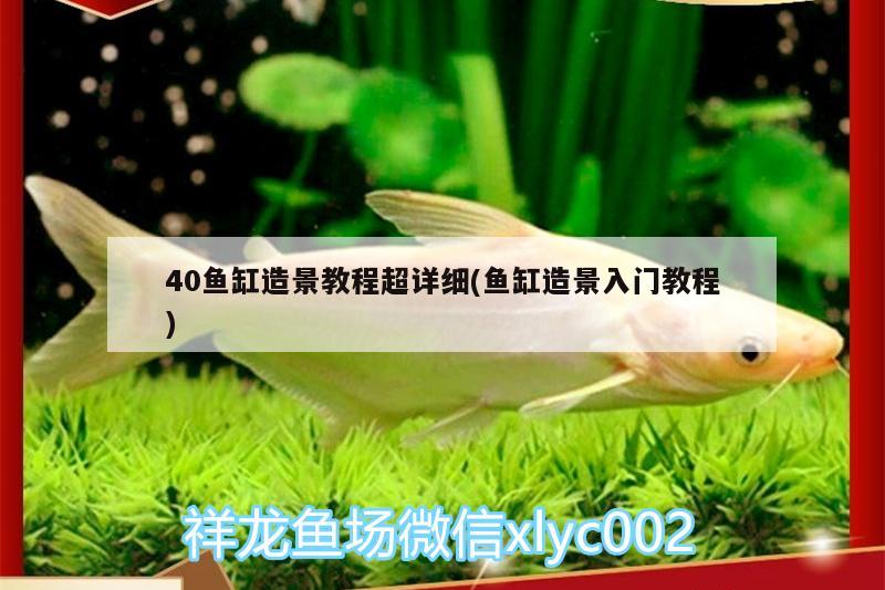 40魚(yú)缸造景教程超詳細(xì)(魚(yú)缸造景入門(mén)教程)