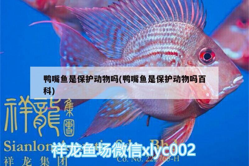 鴨嘴魚是保護(hù)動(dòng)物嗎(鴨嘴魚是保護(hù)動(dòng)物嗎百科)