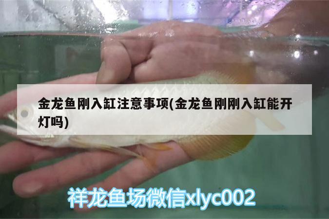 金龍魚剛?cè)敫鬃⒁馐马?金龍魚剛剛?cè)敫啄荛_燈嗎) 泰國虎魚 第2張