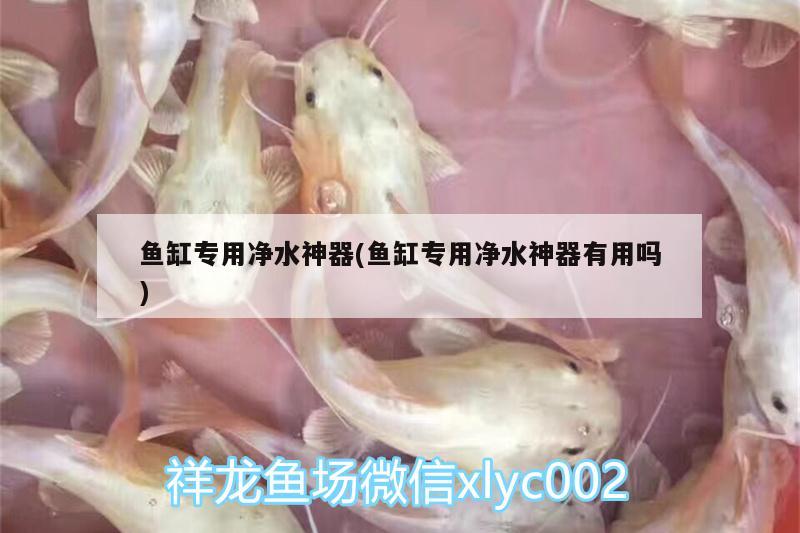 魚缸專用凈水神器(魚缸專用凈水神器有用嗎) 名貴錦鯉魚