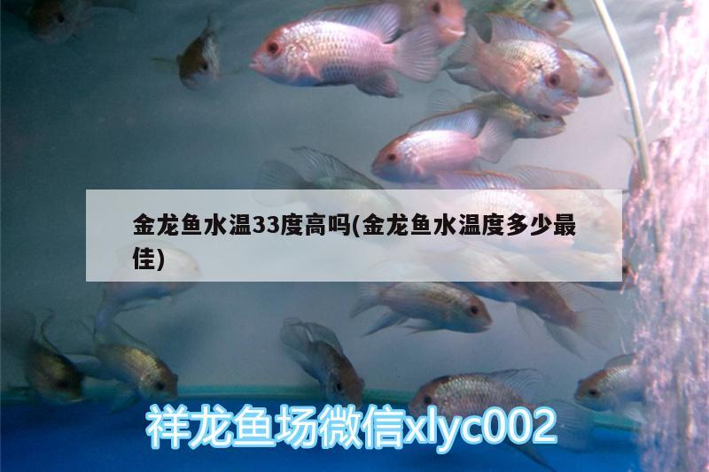 金龍魚水溫33度高嗎(金龍魚水溫度多少最佳)