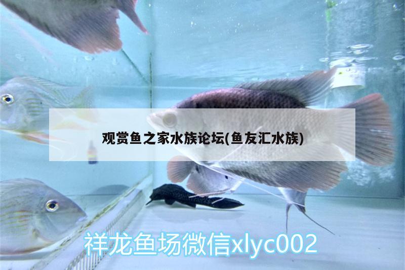 觀賞魚之家水族論壇(魚友匯水族)