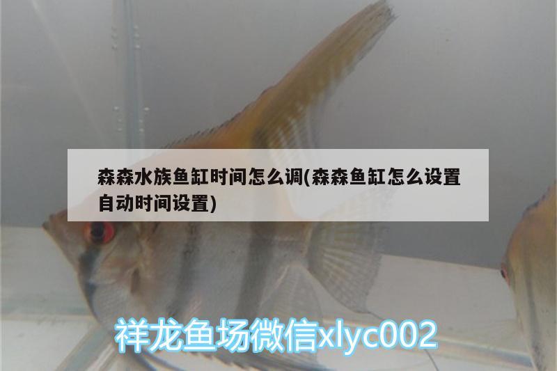 森森水族魚缸時間怎么調(森森魚缸怎么設置自動時間設置)