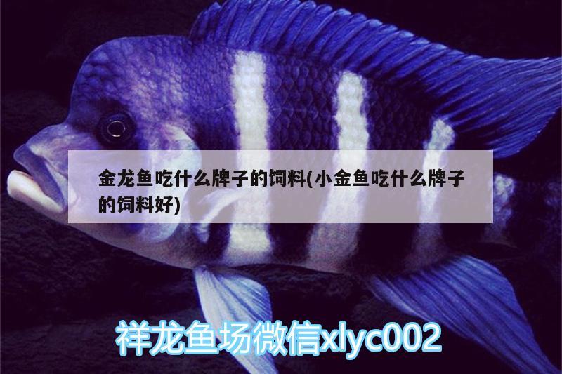 金龍魚吃什么牌子的飼料(小金魚吃什么牌子的飼料好) 馬拉莫寶石魚