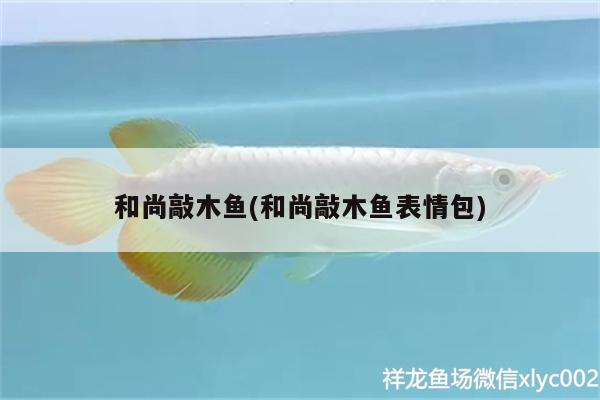 和尚敲木魚(和尚敲木魚表情包) 雪龍魚