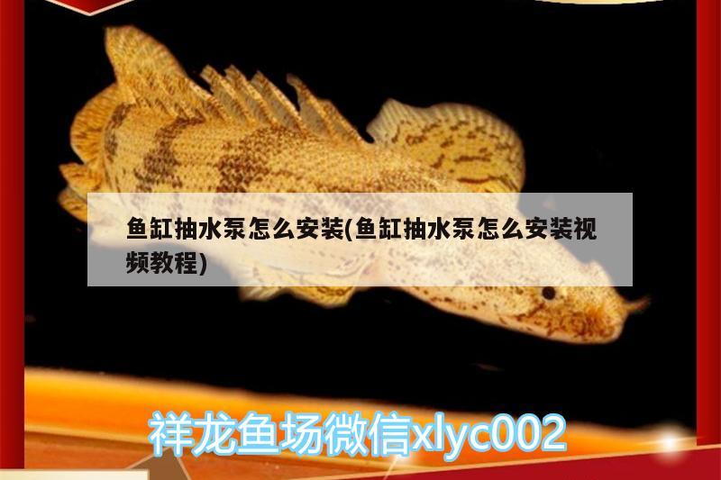 魚缸抽水泵怎么安裝(魚缸抽水泵怎么安裝視頻教程) 女王大帆魚苗