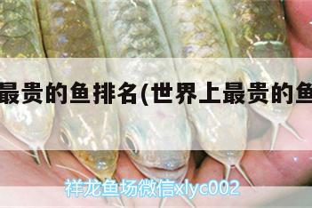 世界上最貴的魚排名(世界上最貴的魚排名多少錢) 祥龍龍魚專用水族燈 第2張