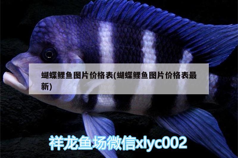 蝴蝶鯉魚(yú)圖片價(jià)格表(蝴蝶鯉魚(yú)圖片價(jià)格表最新) 蝴蝶鯉