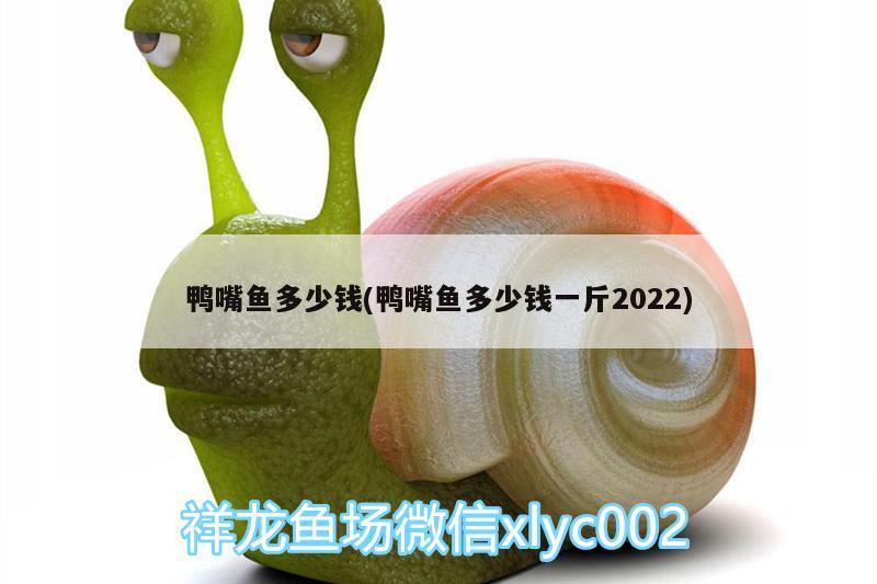 鴨嘴魚(yú)多少錢(qián)(鴨嘴魚(yú)多少錢(qián)一斤2022) 觀賞魚(yú)市場(chǎng)