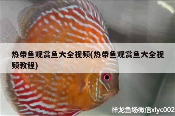 熱帶魚(yú)觀賞魚(yú)大全視頻(熱帶魚(yú)觀賞魚(yú)大全視頻教程) 野生埃及神仙魚(yú)