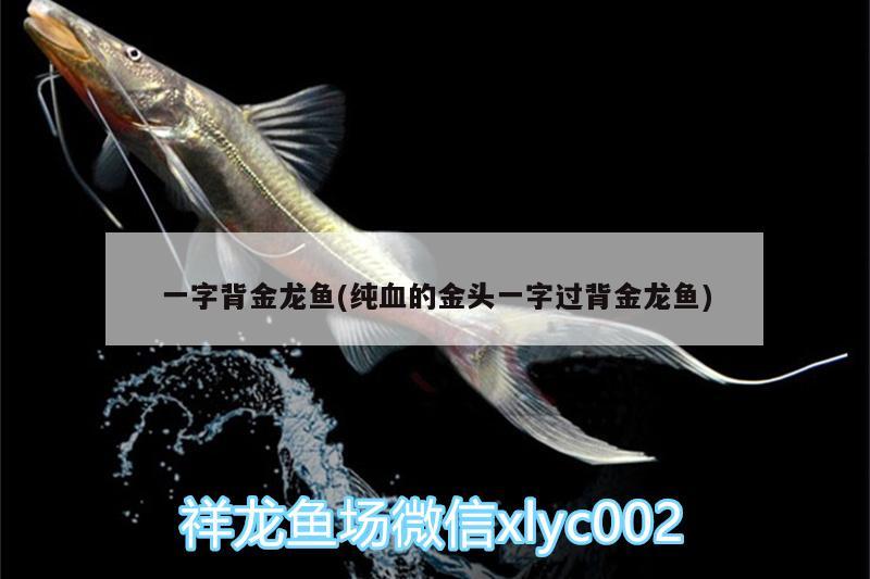 一字背金龍魚(純血的金頭一字過背金龍魚) 過背金龍魚