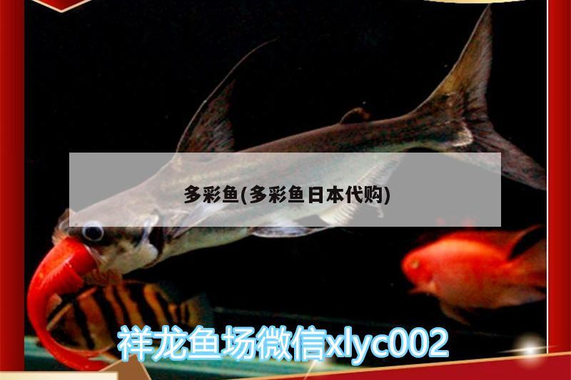 多彩魚(多彩魚日本代購) 黑白雙星魚