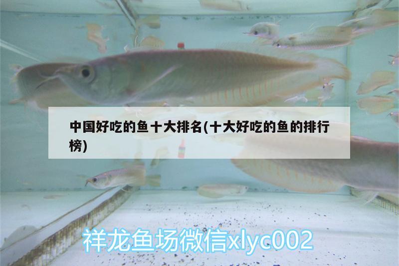 中國好吃的魚十大排名(十大好吃的魚的排行榜) 粗線銀版魚