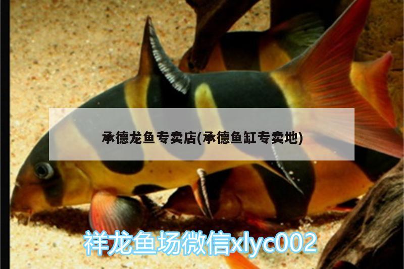 承德龍魚專賣店(承德魚缸專賣地) 過背金龍魚