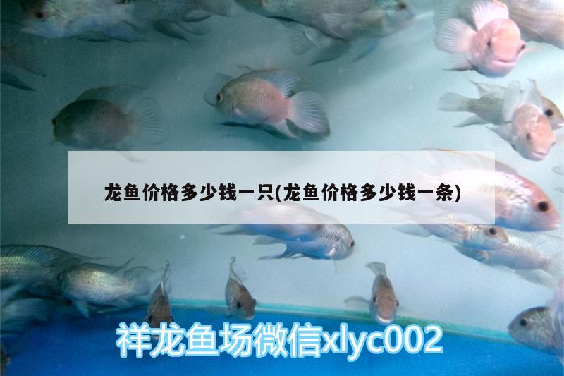 龍魚(yú)價(jià)格多少錢(qián)一只(龍魚(yú)價(jià)格多少錢(qián)一條)