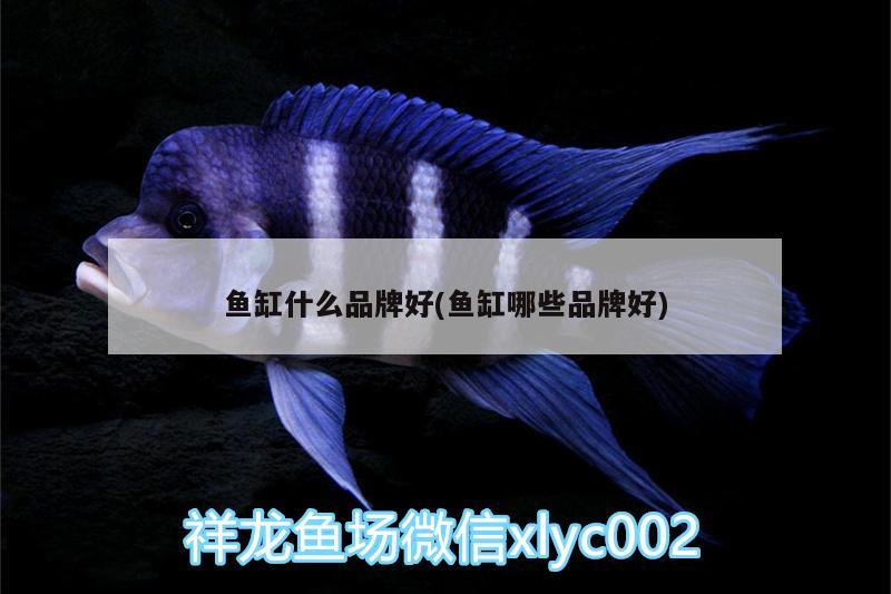 魚缸什么品牌好(魚缸哪些品牌好)