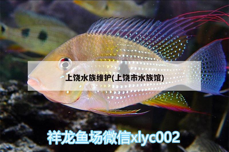 上饒水族維護(hù)(上饒市水族館) 紅眼黃化幽靈火箭魚(yú)|皇家火箭魚(yú)