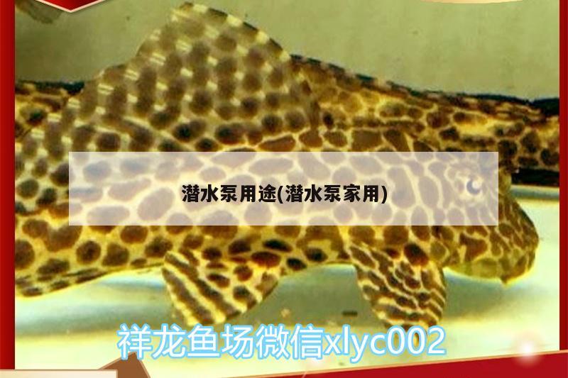 潛水泵用途(潛水泵家用) 大白鯊魚