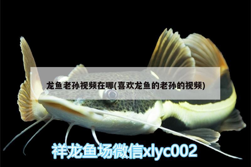 龍魚老孫視頻在哪(喜歡龍魚的老孫的視頻) 月光鴨嘴魚苗