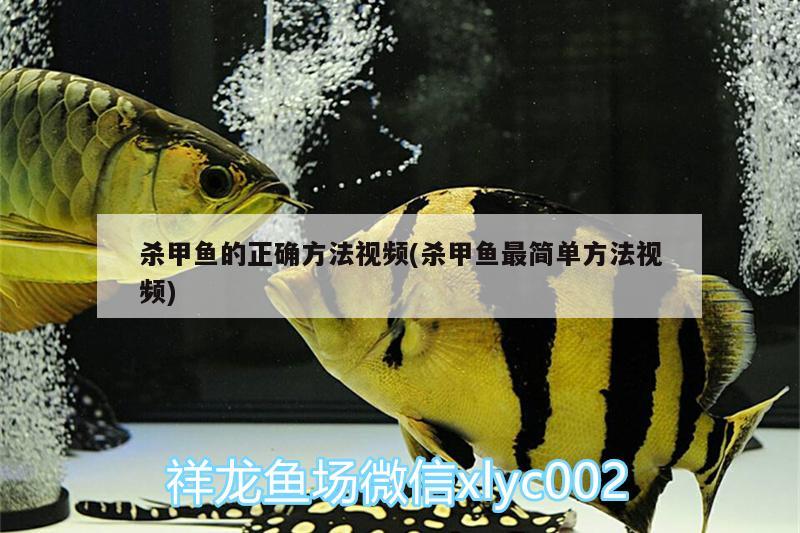 殺甲魚的正確方法視頻(殺甲魚最簡單方法視頻) 朱巴利魚