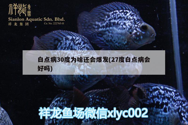 白點病30度為啥還會爆發(fā)(27度白點病會好嗎) 虎紋銀版魚 第3張