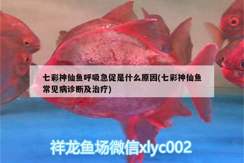 七彩神仙魚呼吸急促是什么原因(七彩神仙魚常見病診斷及治療) 七彩神仙魚